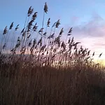 ホテル Balka Neksø